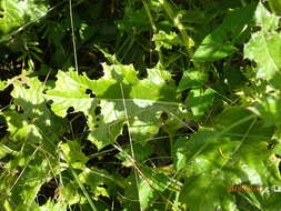 Image of Berkheya erysithales (DC.) Roessler