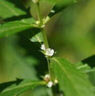 Image of Australian gypsywort