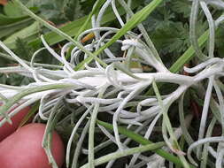 Image of <i>Senecio <i>filaginoides</i></i> var. filaginoides