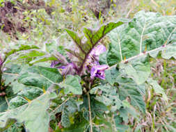 صورة Solanum dasyphyllum Schum. & Thonn.