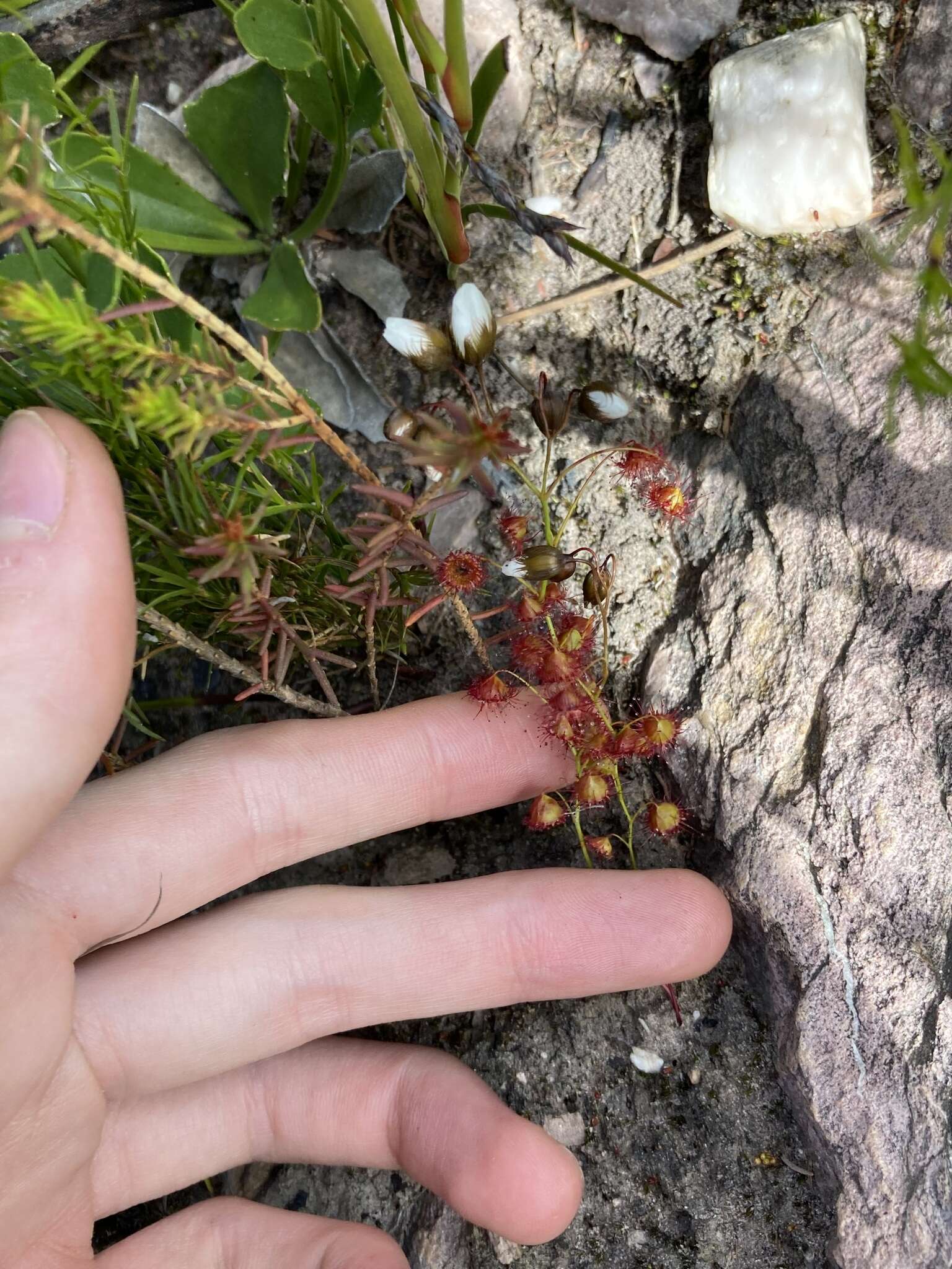 صورة Drosera huegelii var. phillmanniana