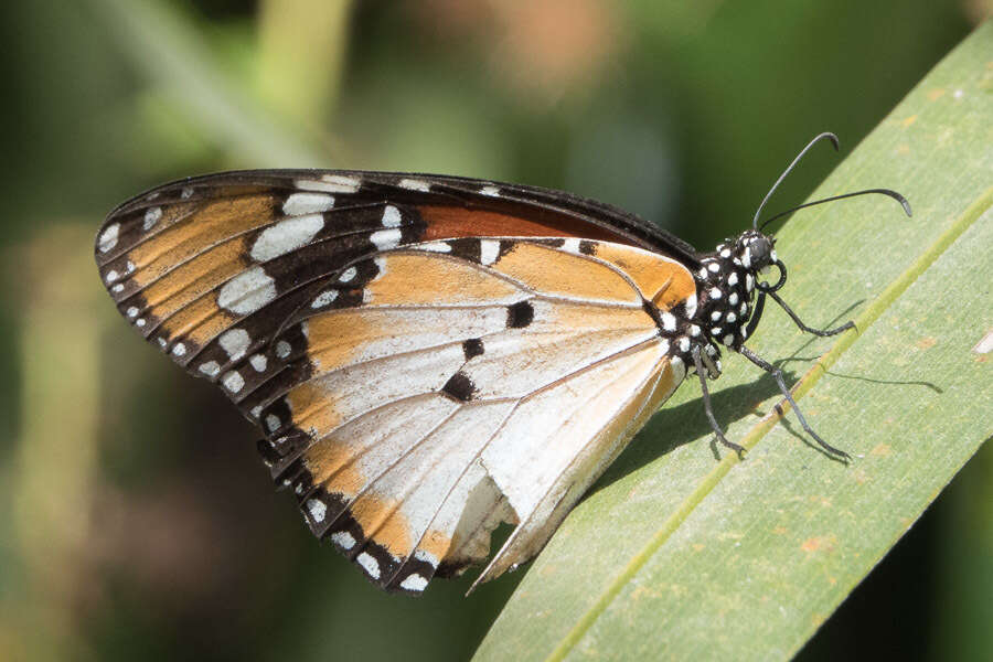 Image of Danaus (Anosia) chrysippus subsp. alcippus Cramer 1777