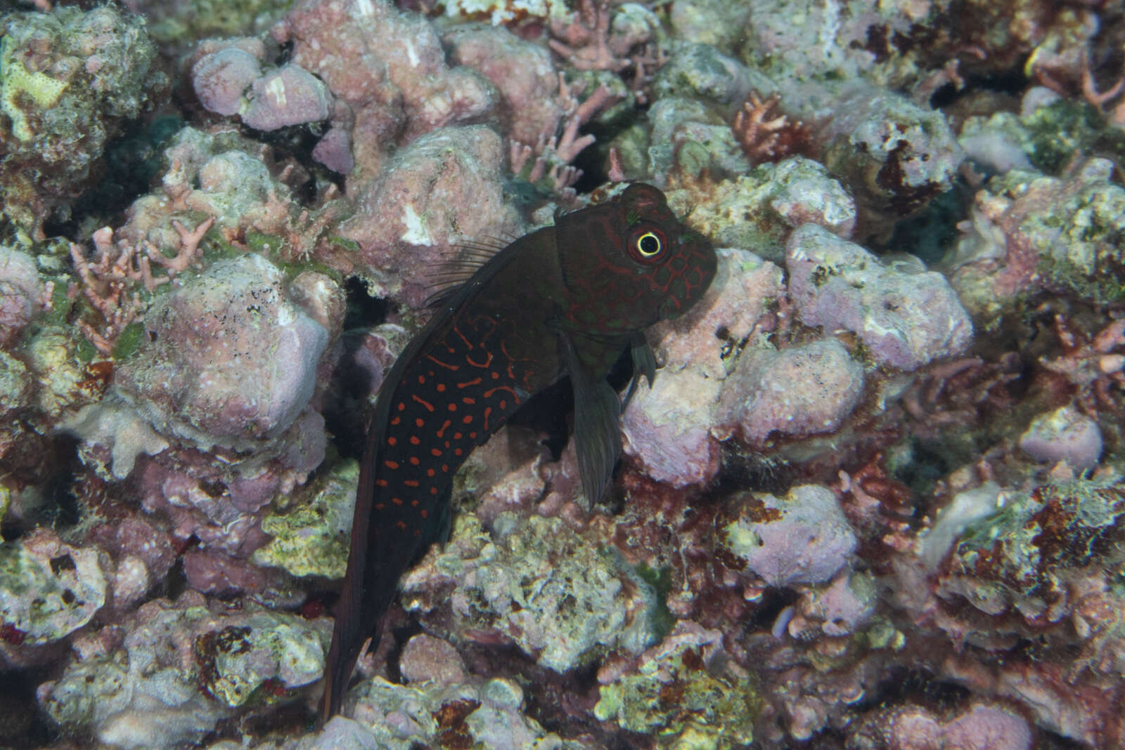 Image of Red-streaked Blenny