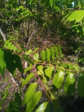 Image de Stereospermum euphorioides (Boj.) DC.