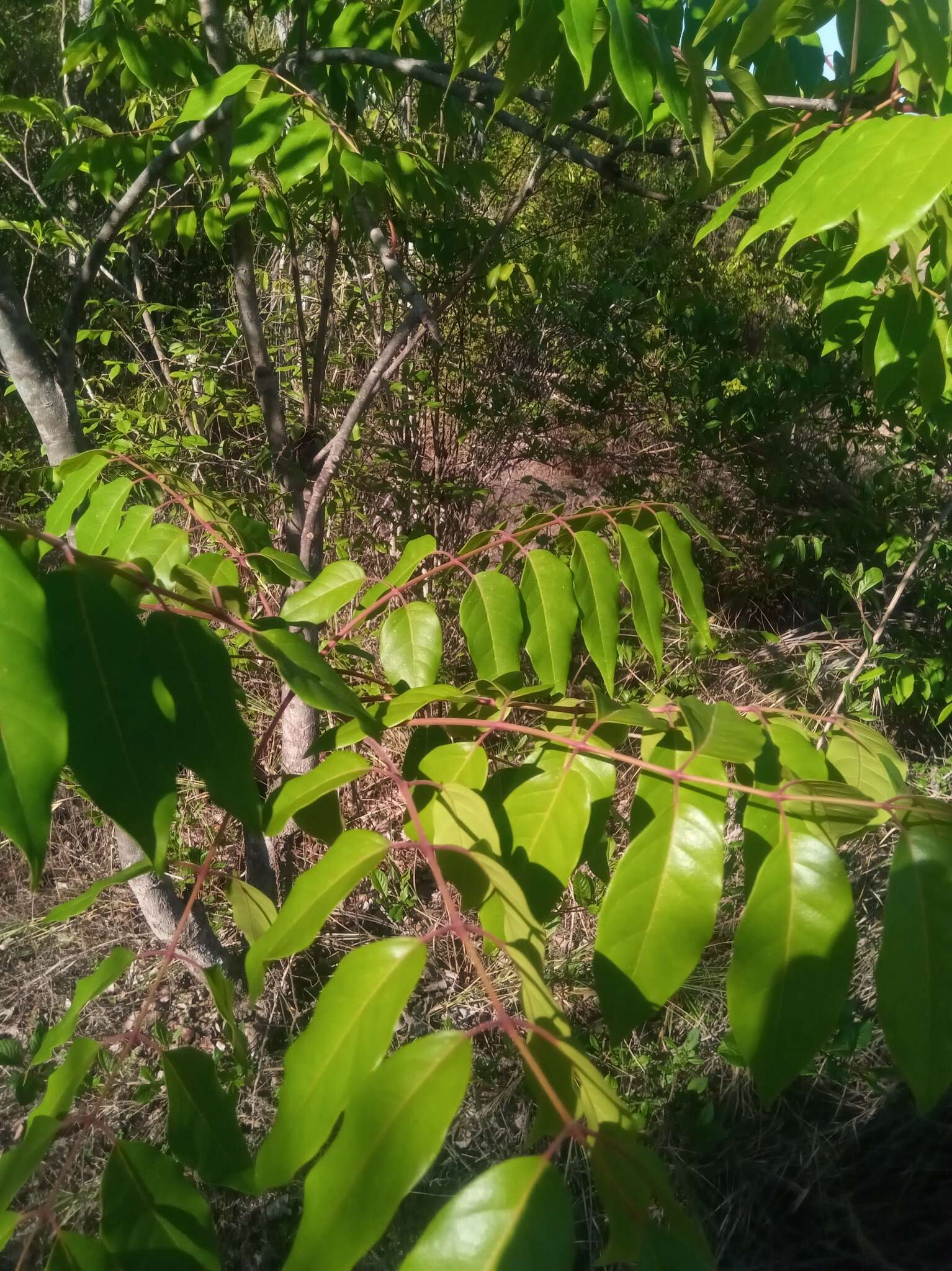 Image of Stereospermum euphorioides (Boj.) DC.