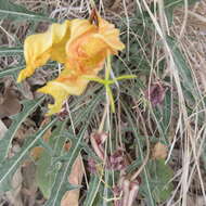 Plancia ëd Oenothera brachycarpa A. Gray