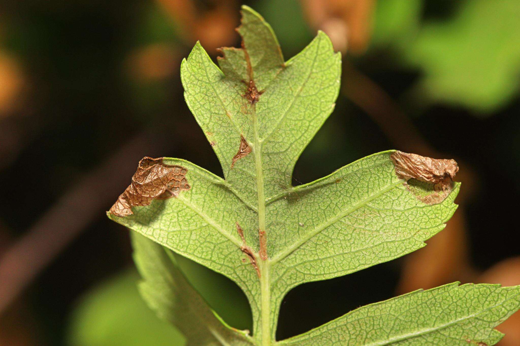 Image of Parornix anglicella (Stainton 1850)