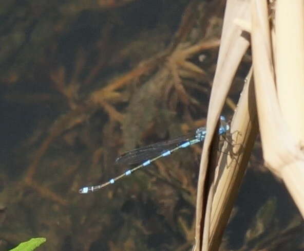 Plancia ëd Austrolestes leda (Selys 1862)