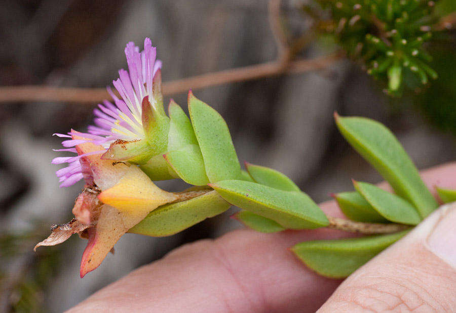 Image of Erepsia steytlerae L. Bol.