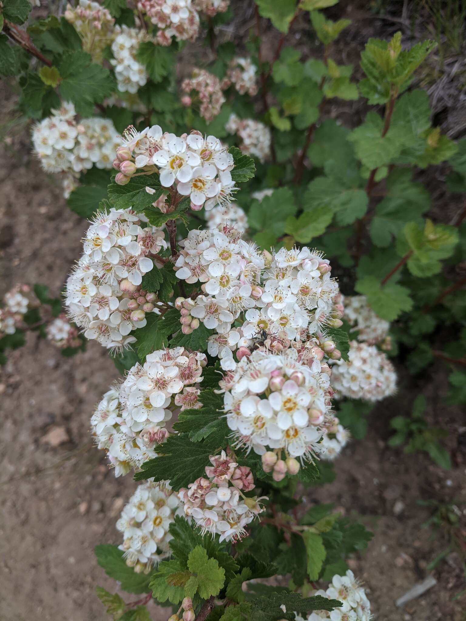 Слика од Physocarpus monogynus (Torr.) Kuntze