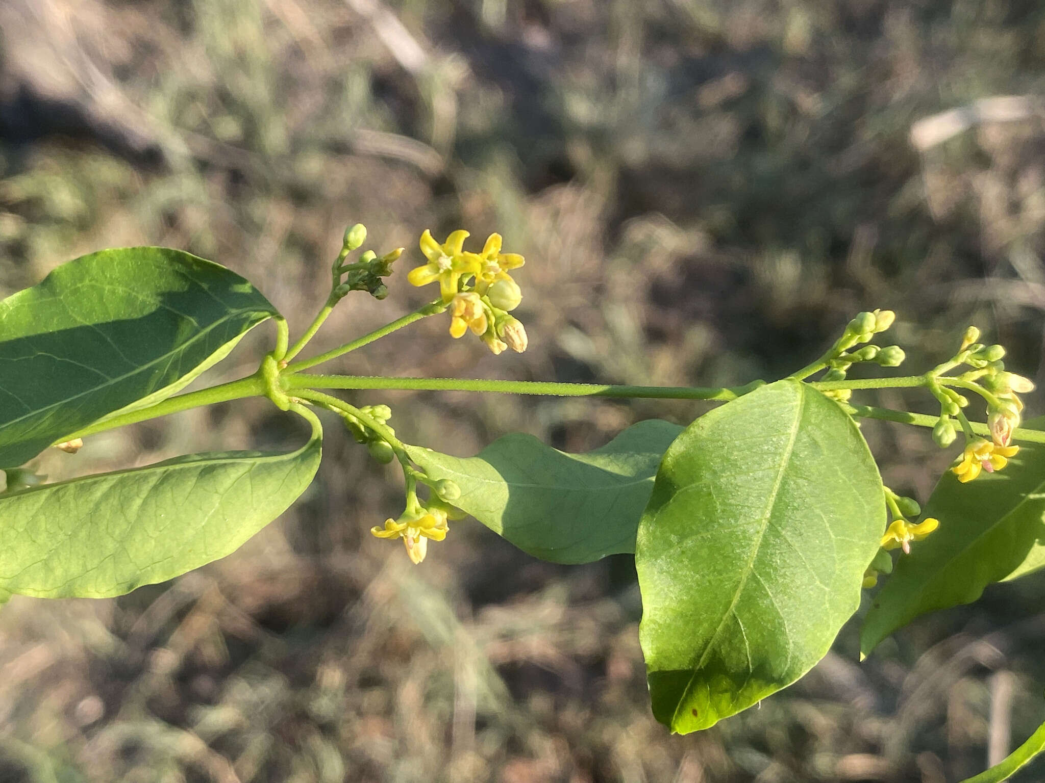 Image of Secamone parvifolia (Oliv.) Bullock