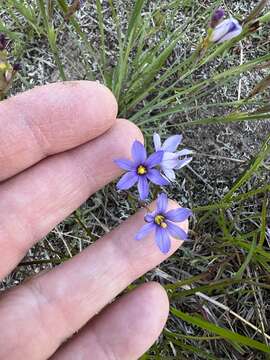 Image de Sisyrinchium fuscatum E. P. Bicknell