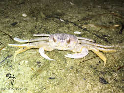 Image of Atlantic Ghost Crab