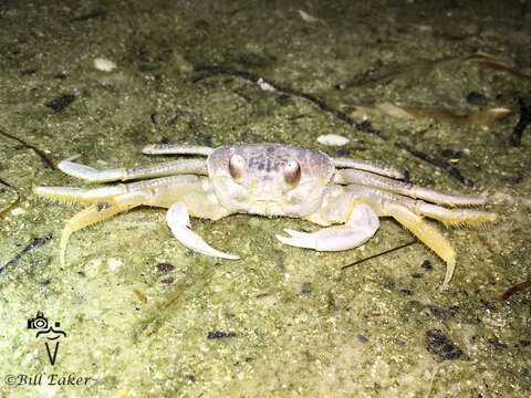 Image of Atlantic Ghost Crab