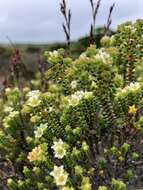 Image of Diosma guthriei Glover