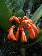 Слика од Clivia caulescens R. A. Dyer