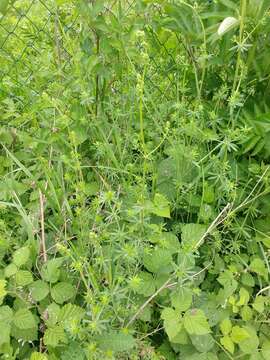 Image of Galium album subsp. pycnotrichum (Heinr. Braun) Krendl