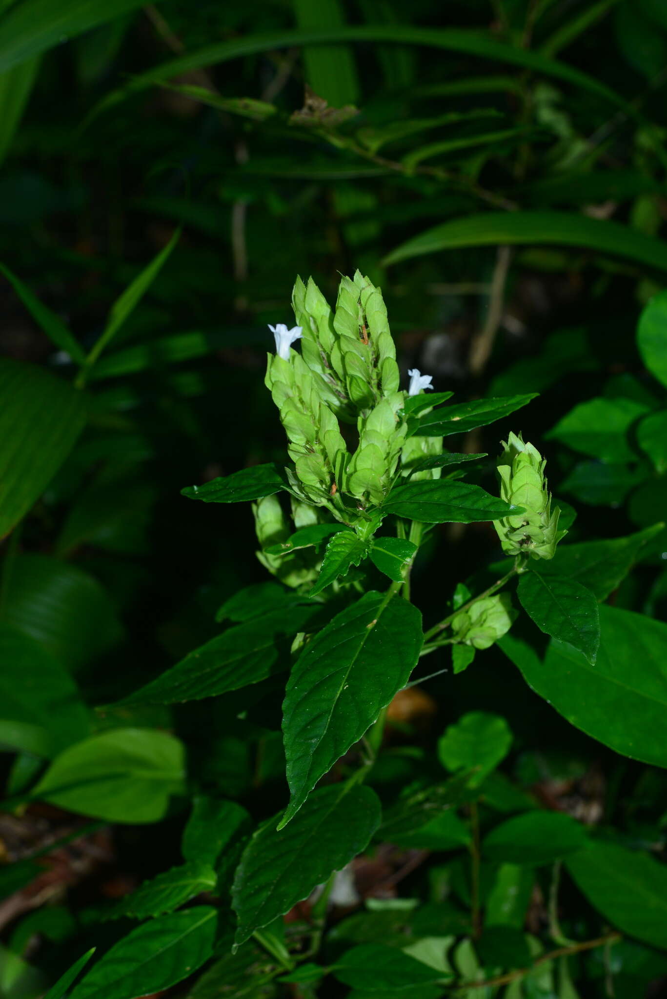 صورة Strobilanthes cumingiana (Nees) Y. F. Deng & J. R. I. Wood