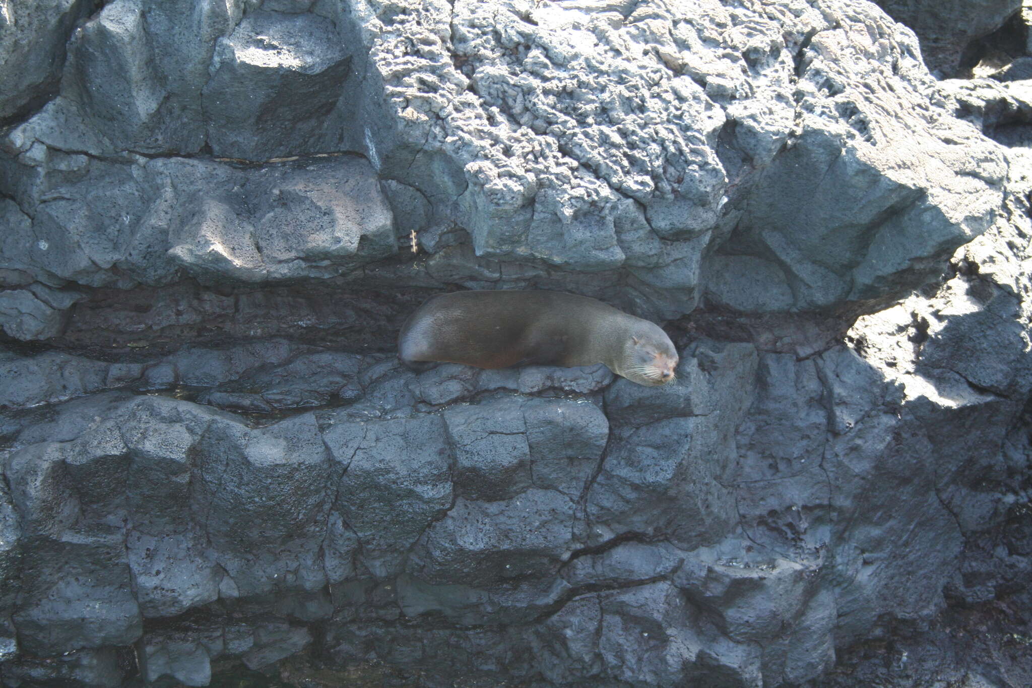 Image de Arctocéphale des Galapagos