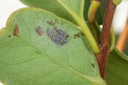 Image of Parasitoid wasp