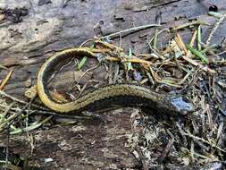 Image of Larch Mountain salamander