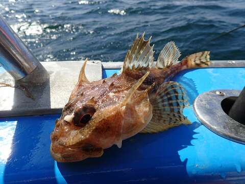 Image of Longhorn sculpin