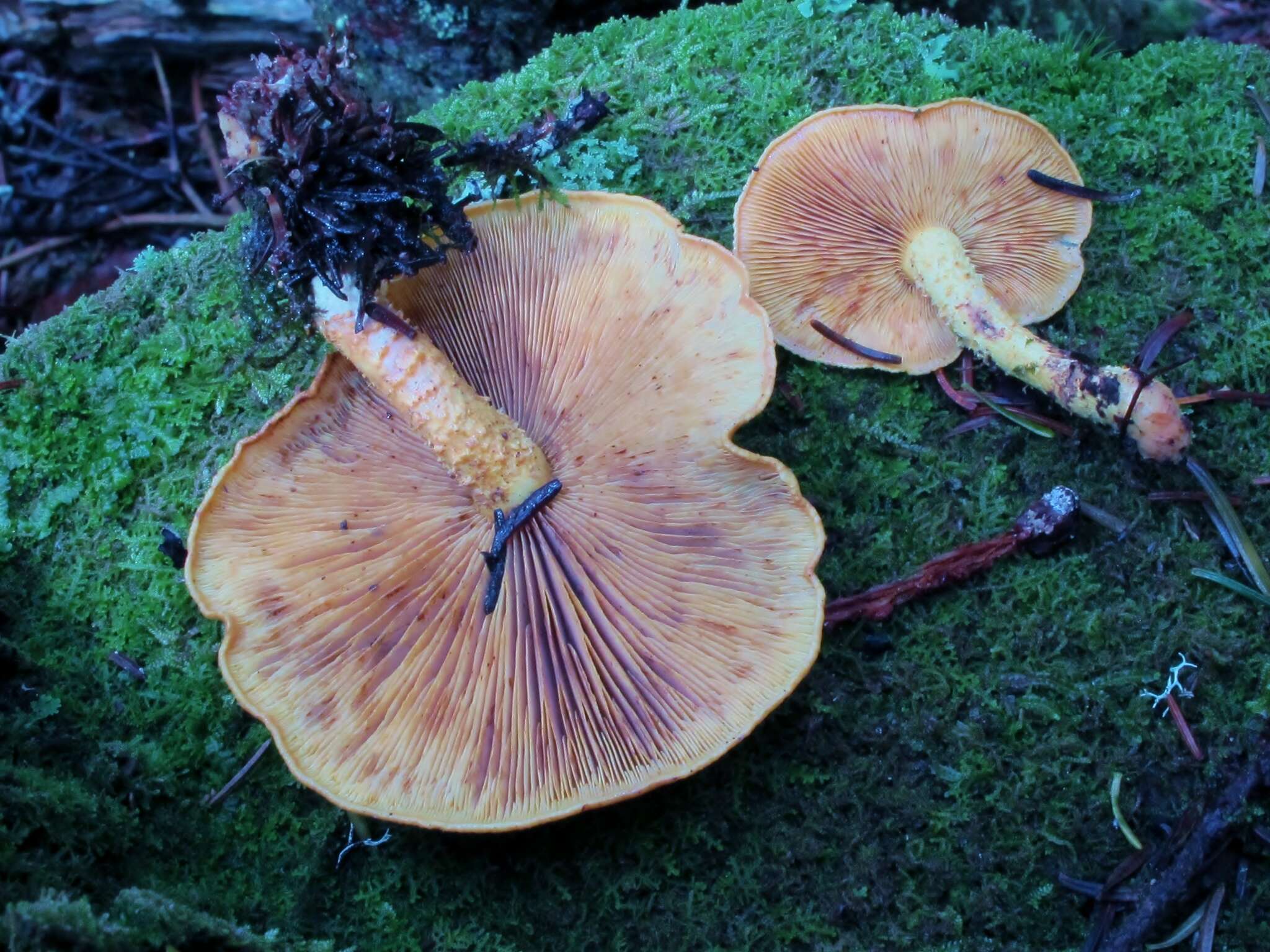 Image of Pholiota flammans (Batsch) P. Kumm. 1871