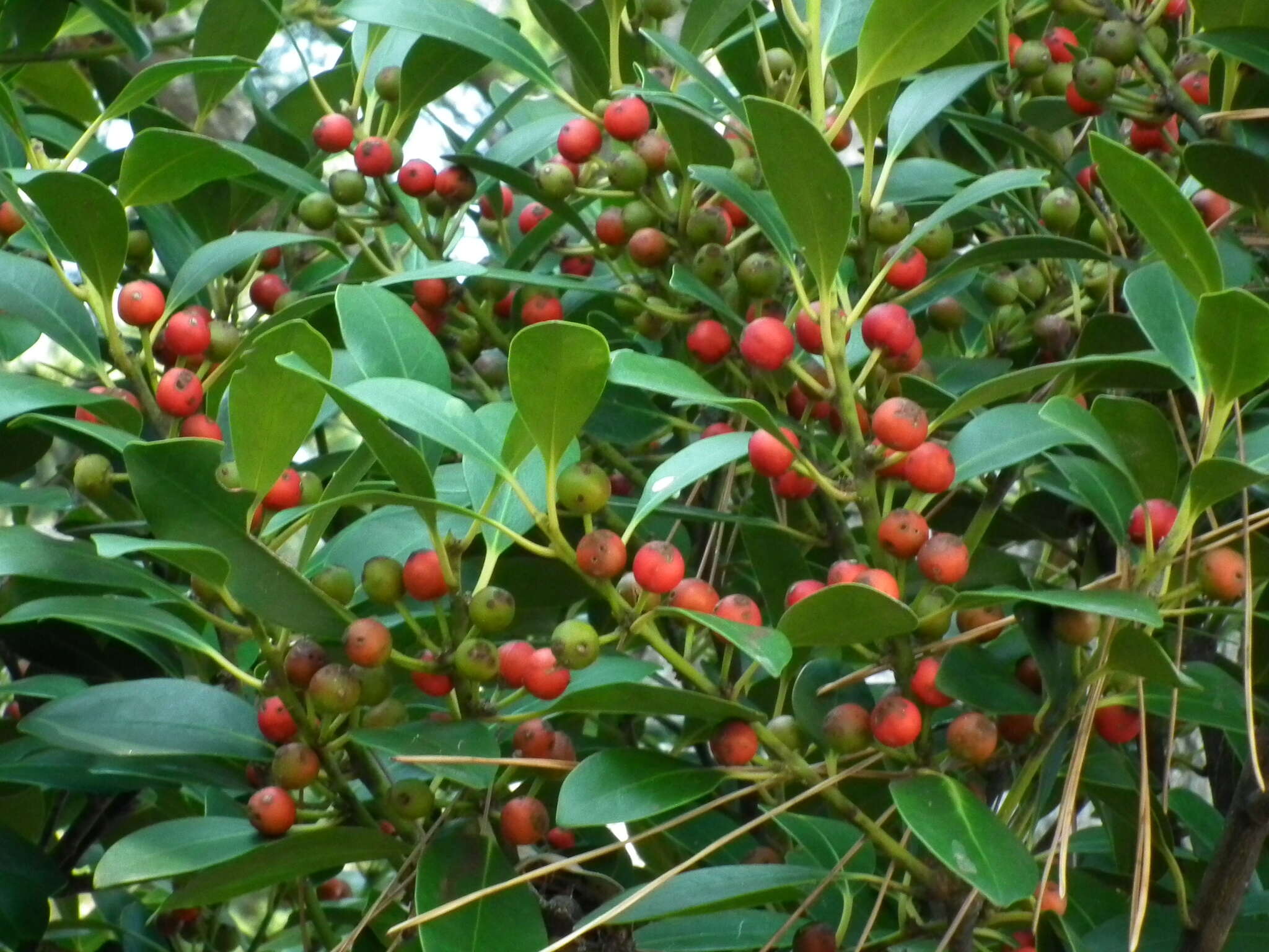 Image of elegance female holly