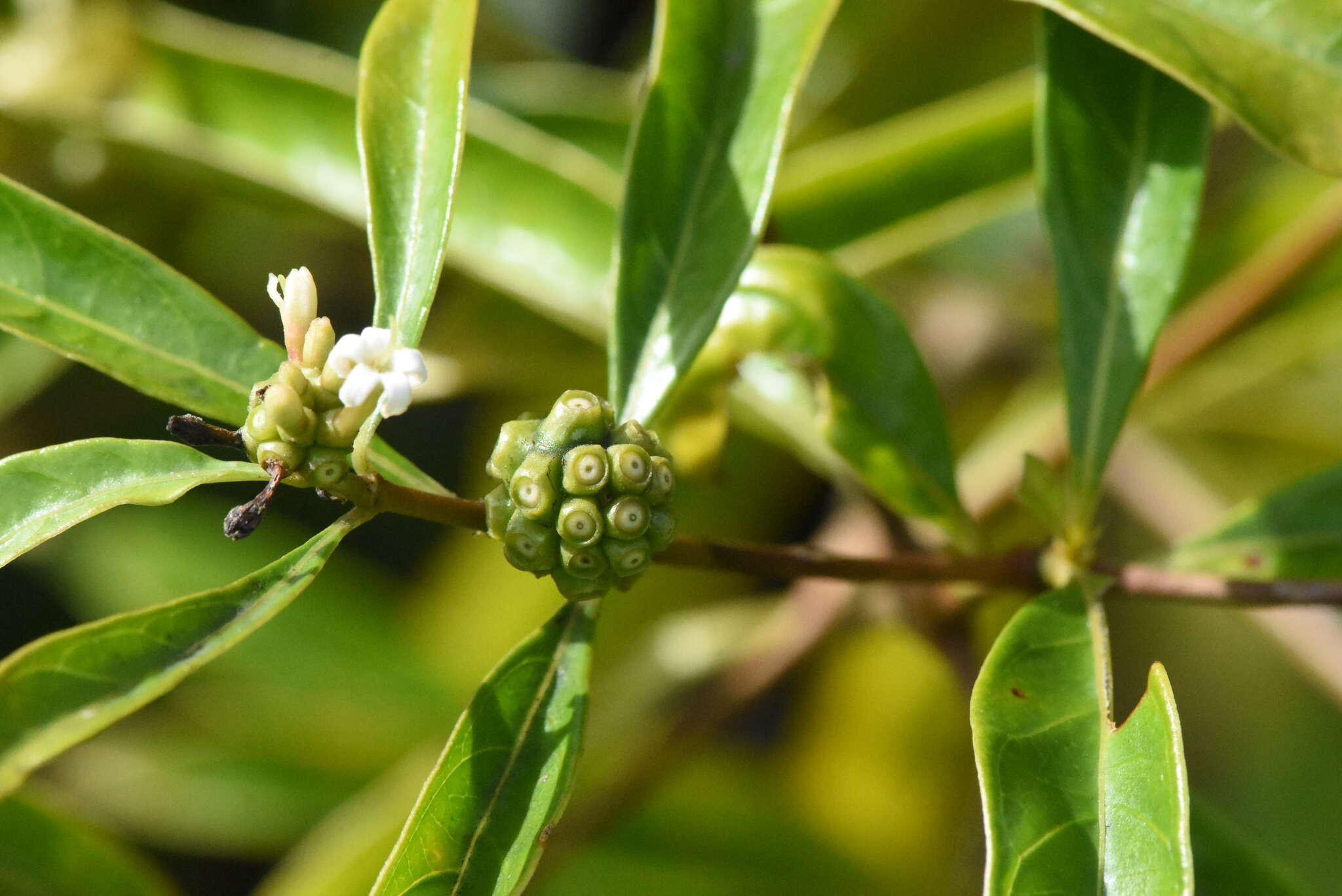 Image de Morinda royoc L.