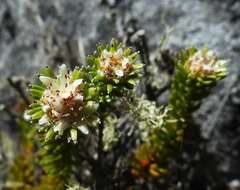 Sivun Staavia pinifolia Willd. kuva