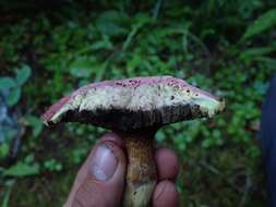 Image of Rosy larch bolete