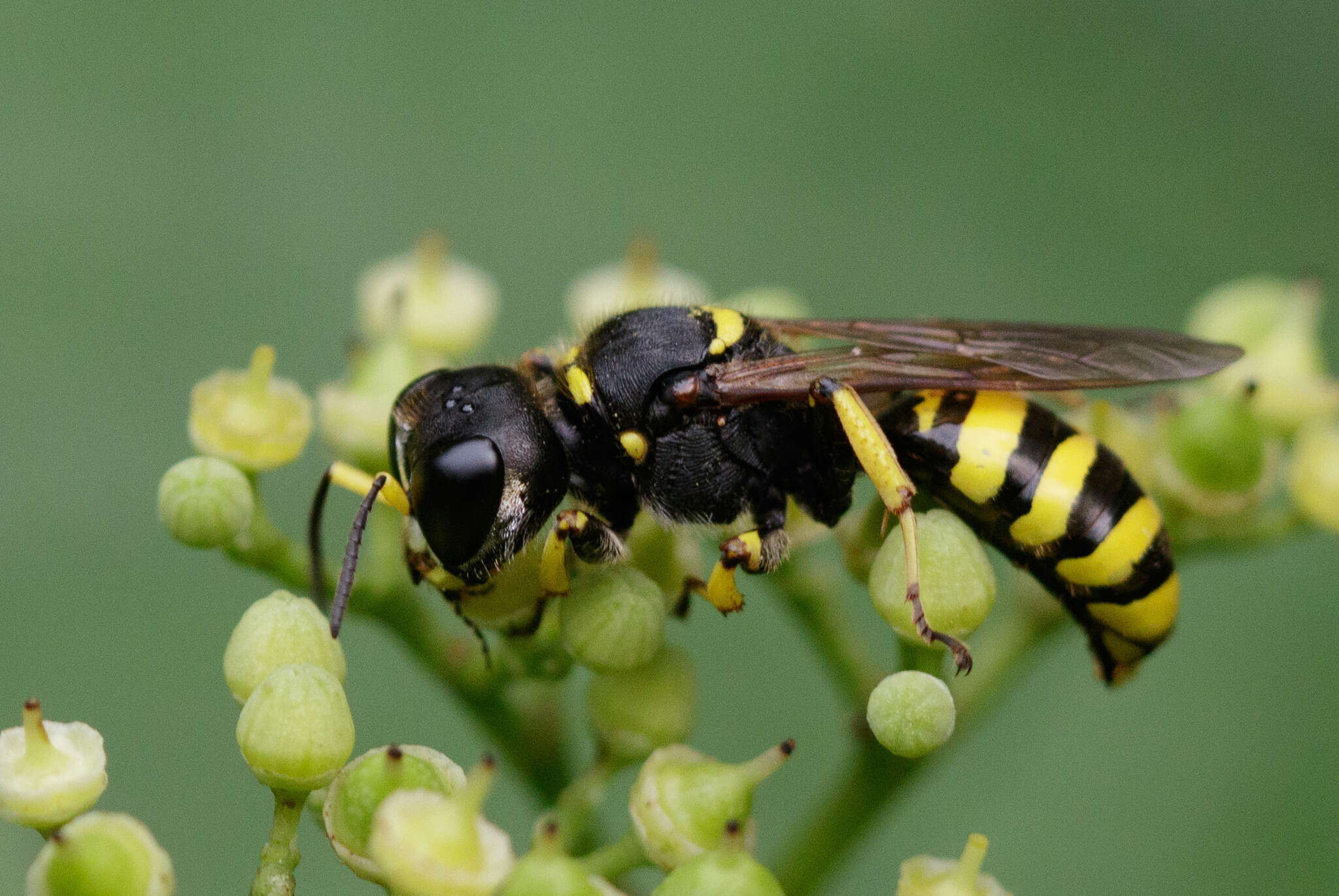 Ectemnius cephalotes (Olivier 1792)的圖片