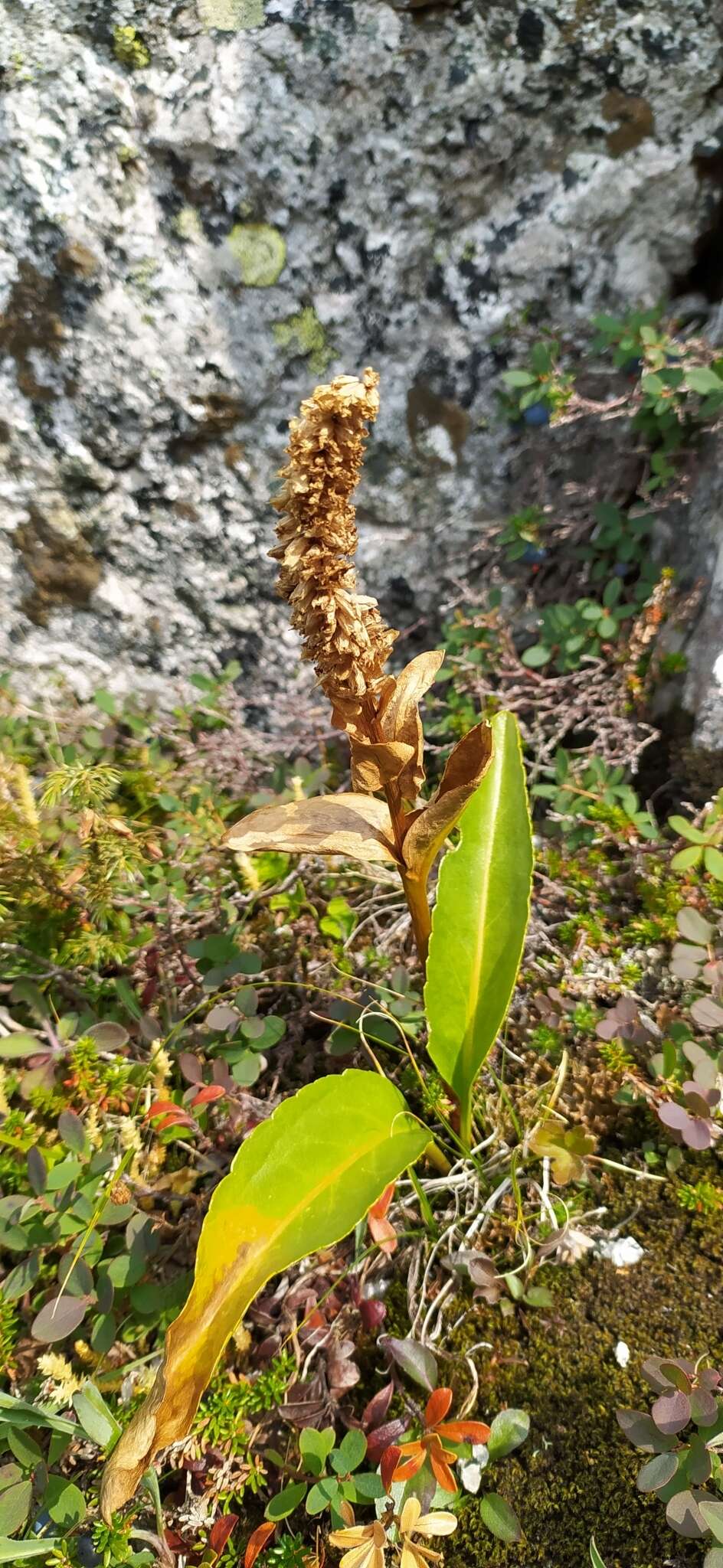 Image of Lagotis uralensis Schischk.