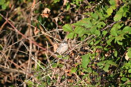 Image of Moltoni's Warbler