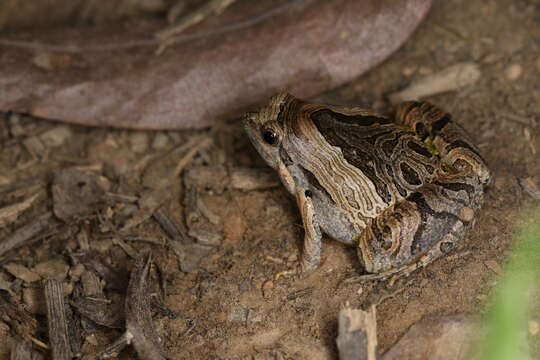 Image of Beautiful Pygmy Frog