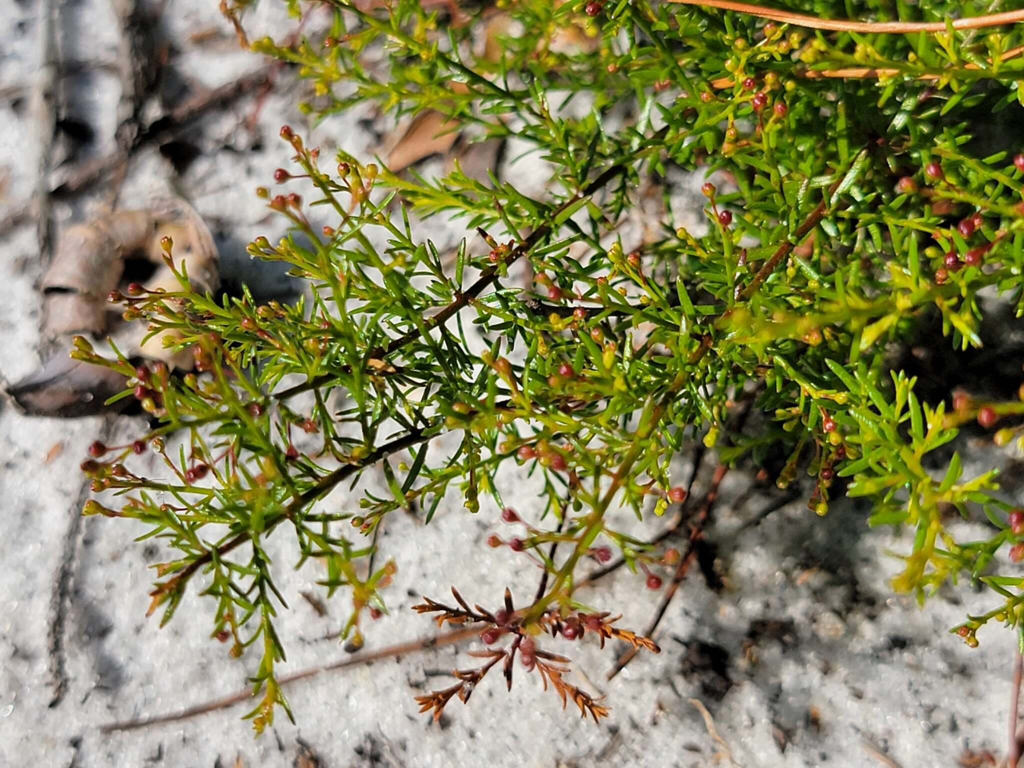 Image of Deckert's pinweed