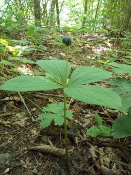 Image of herb Paris