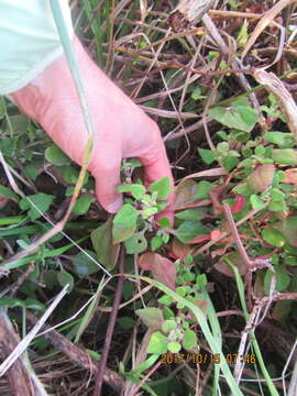 Image of New Zealand spinach