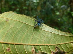 Image of Caribena laeta (C. L. Koch 1842)