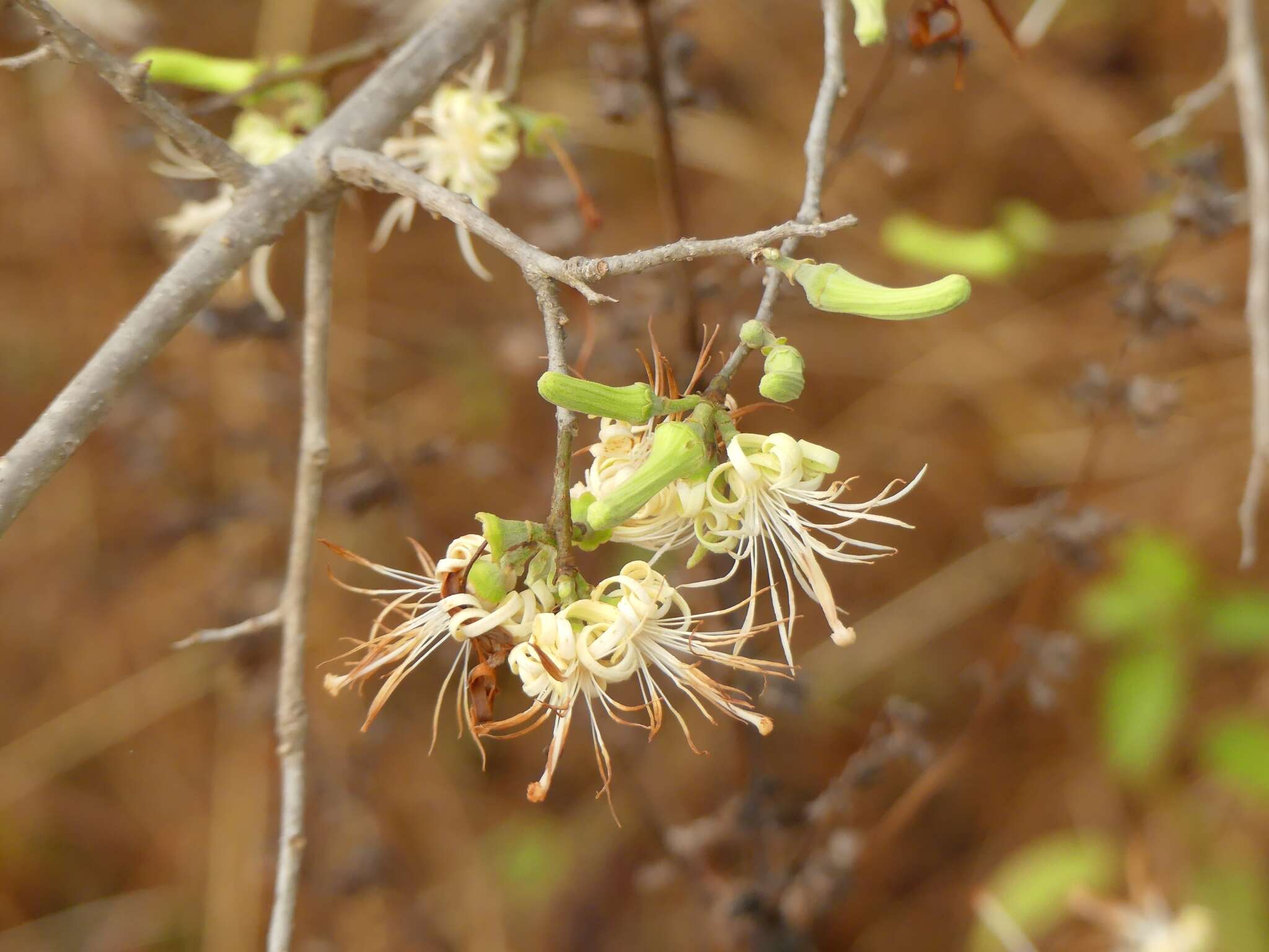 Image of Alangium salviifolium (L. fil.) Wangerin