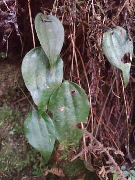 Image de Cheiropleuria integrifolia (D. C. Eaton ex Hook.) M. Kato, Y. Yatabe, Sahashi & N. Murak.