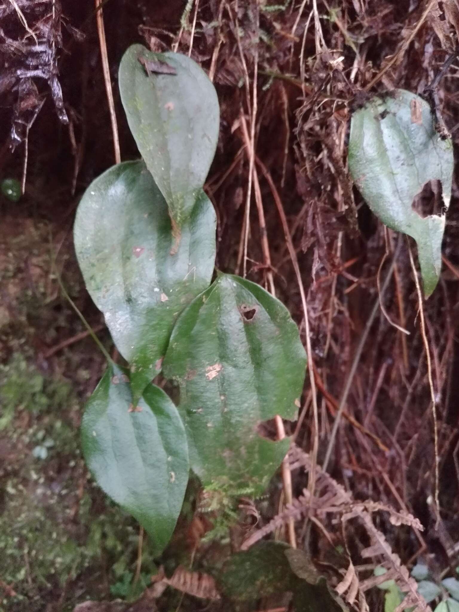 Image of Cheiropleuria integrifolia (D. C. Eaton ex Hook.) M. Kato, Y. Yatabe, Sahashi & N. Murak.