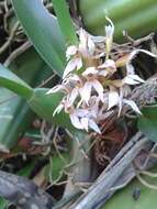 Image of Maxillaria densa Lindl.