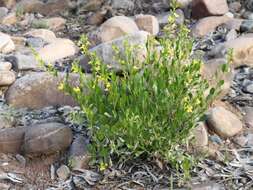 Image of Goodenia vernicosa J. M. Black