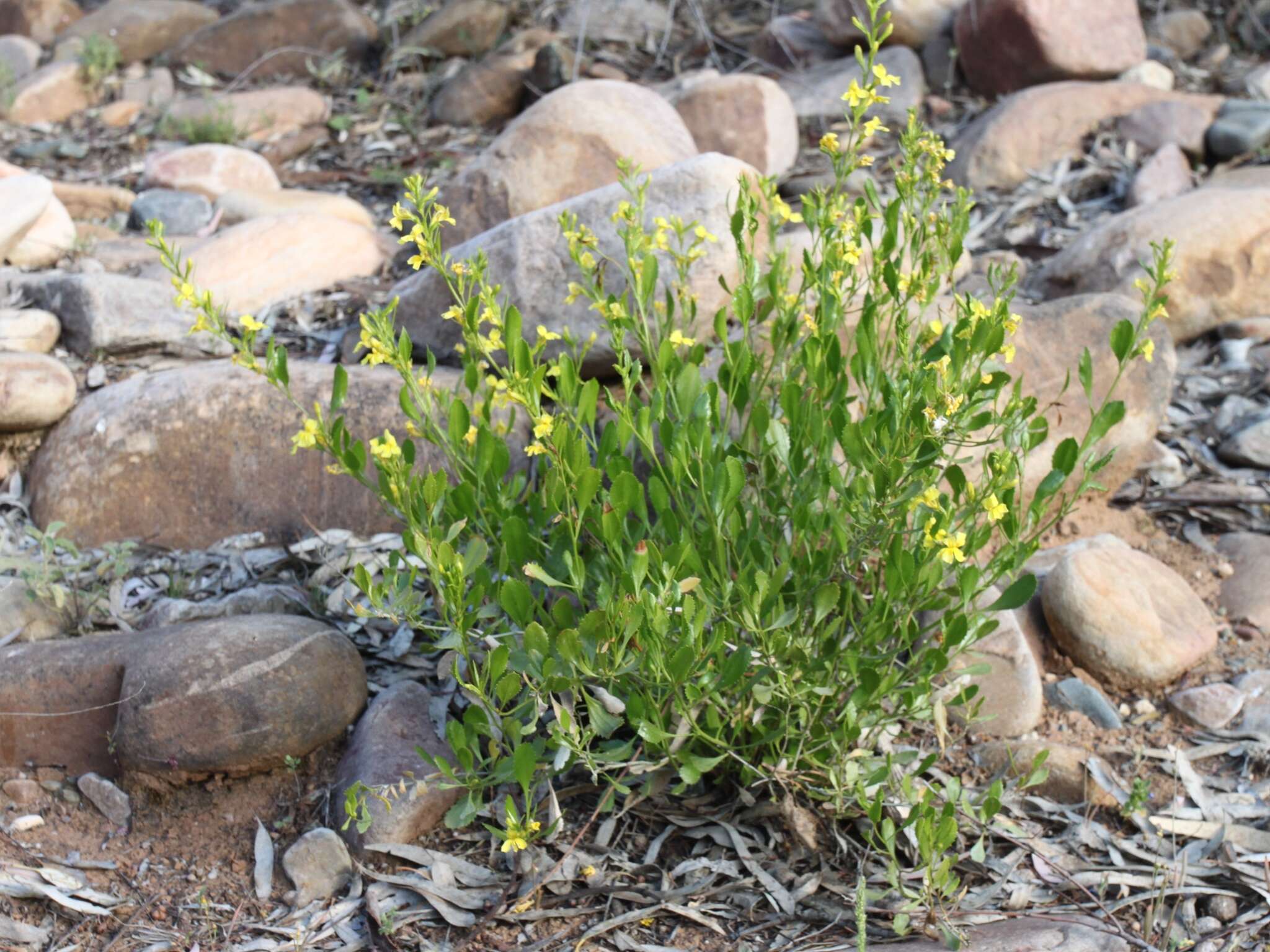 Image of Goodenia vernicosa J. M. Black