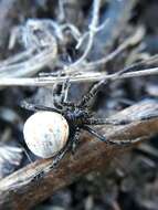 Image de Latrodectus mirabilis (Holmberg 1876)