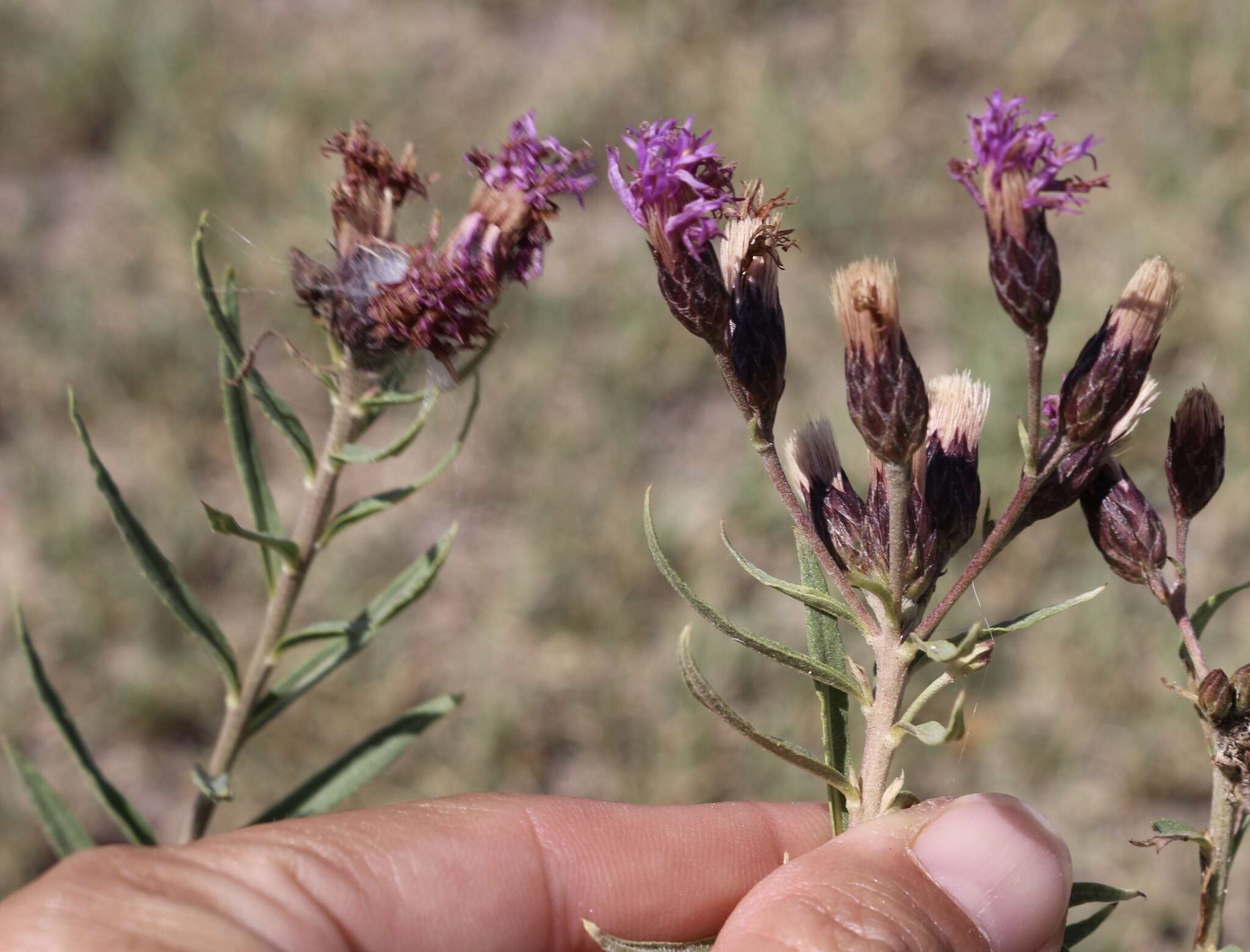 Imagem de Vernonia marginata (Torr.) Rafin.