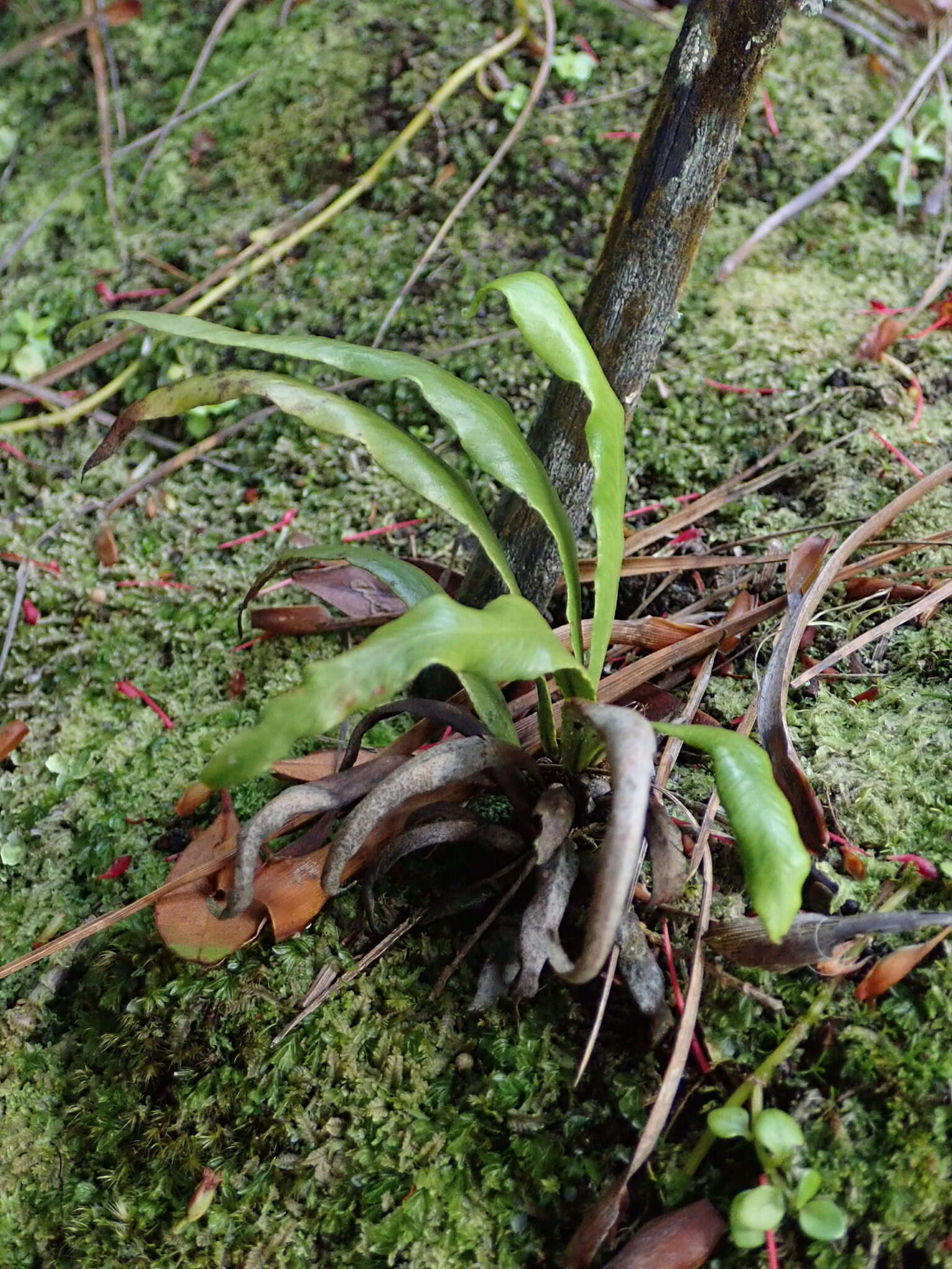 Notogrammitis rigida (Hombr. & Jacquinot) Parris resmi