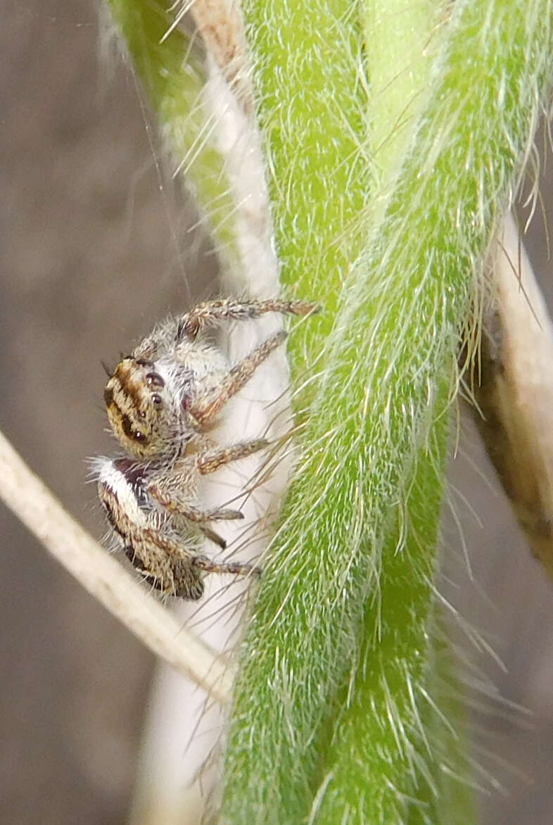 Imagem de Phidippus carolinensis Peckham & Peckham 1909