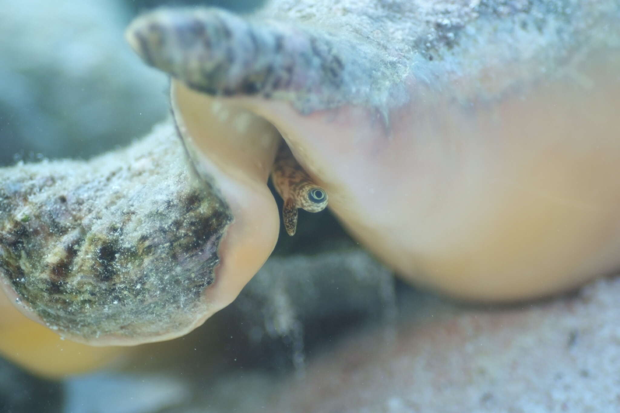 Image of Giant spider conch